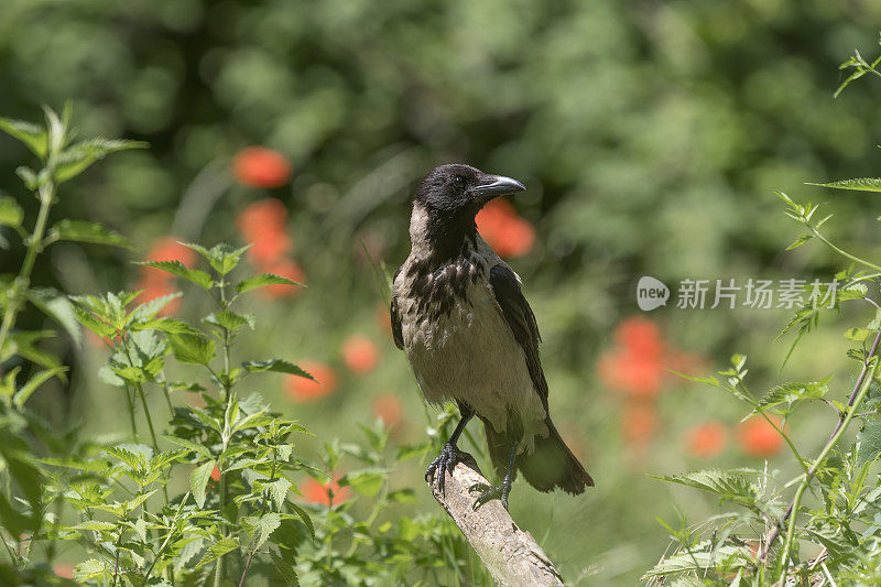 冠乌鸦(Corvus cornix)